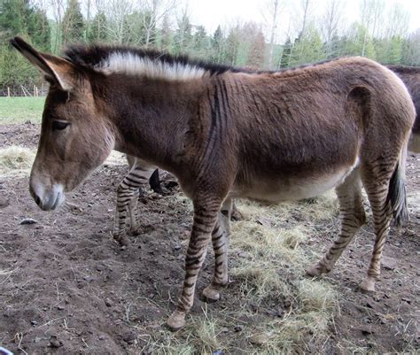 Donkey mixed with horse - The term jackass is used to signify a male donkey. A donkey is a domesticated ass. The ass is a species related to the horse and zebra and part of the Equiid family that is found w...